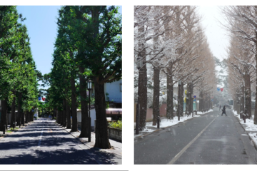 第9回 【成城シネマトリビア】 〝成城名物〟いちょう並木で撮影された映画