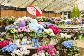 西洋あじさい約50種が展示される箱根強羅公園の「あじさい展」