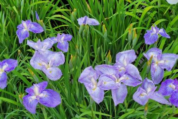 今が盛りの江戸花菖蒲、その花姿を愛でに「堀切菖蒲園」に急ぐ