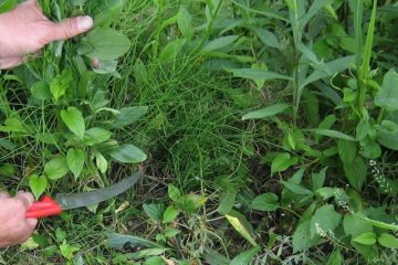 第19回【キジュからの現場報告】老いが追いかけてくる