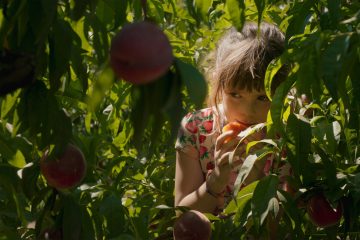 ベルリン国際映画祭金熊賞受賞!桃農家を営むスペインの大家族が時代の変化に晒される物語、『太陽と桃の歌』12月13日から全国ロードショー