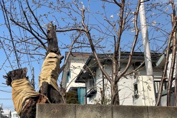 第30回【キジュを超えて】老いも若きも桜の樹