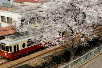 【お出かけ情報】東京さくらトラム(都電荒川線)の赤いレトロ車両がマスコットキャラクターを装飾して、お花見スポットを走る(3月14日~4月13日)