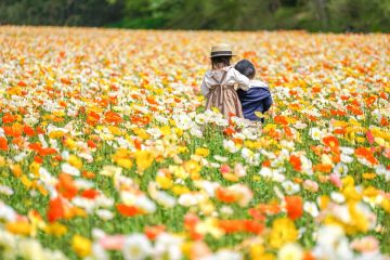 【お出かけ情報】約70万本の「アイスランドポピー」が間もなく見ごろ。東京ドーム65個分の広大な敷地の国営公園第1号<国営武蔵丘陵森林公園>(1974年開園)で春を満喫する