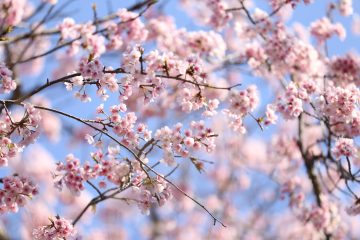 「佐倉」には「桜」を愛でるスポットがいっぱい、「さくらのまち」(千葉県佐倉市)の隠された謎を解きながらお花見を楽しもう!(3月15日~4月6日)