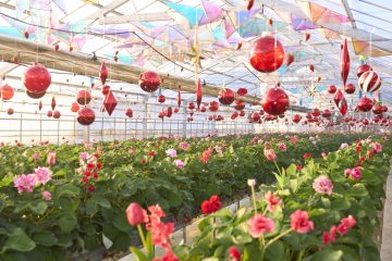 【お出かけ情報】関東最大級のバラのテーマパーク「京成バラ園」で楽しむ未体験のいちご狩り、平日限定のスイーツの逸品「マカロン・ローズ」をお見逃しなく