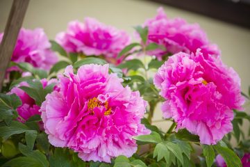 【お出かけ情報】徳川家康公・徳川吉宗公・徳川慶喜公を祀る神社として建立された〈上野東照宮〉の春のぼたん祭(4月5日~5月6日)