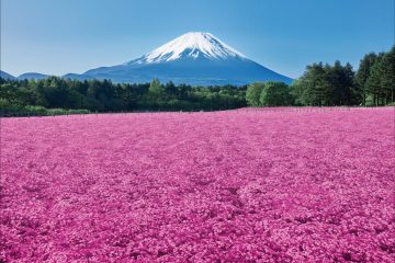 【お出かけ情報】残雪の美しい富士山と芝桜の絶景が楽しめる富士山麓の春の風物詩「富士芝桜まつり」開催中