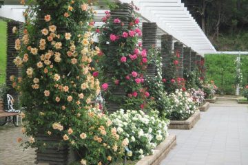 【お出かけ情報】ボランティアの人々に守られている〝秘密の花園〟「生田緑地ばら苑」が一般開放される(5月8日~5月25日)