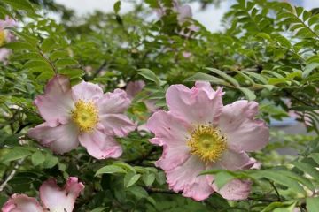 【お出かけ情報】箱根町の花に指定されている「ハコネバラ」が見頃を迎え、週末の箱根強羅公園では「ローズガーデン音楽会」が開催される