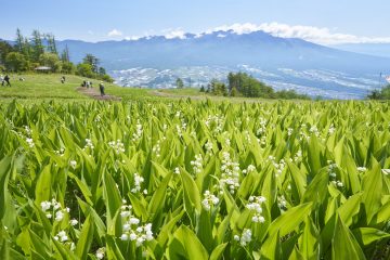 【お出かけ情報】山頂からのぞむ八ヶ岳とすずらんのコラボレーションが絶景!長野県富士見町の「富士見パノラマリゾート」が呼んでいる!