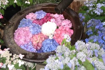 【お出かけ情報】開園111年にちなんで〈箱根強羅公園〉にあじさい111鉢が彩るフォトスポットが登場!梅雨入り前に急ぎたい箱根行き