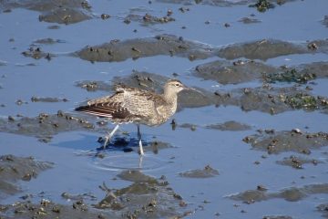 【お出かけ情報】ラムサール条約に登録された千葉県習志野市の「谷津干潟」で都市と自然の共生をめざすイベント6月7日、8日開催!