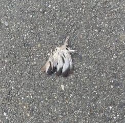 第62回【萩原朔美 スマホ散歩】飛ばない鳥