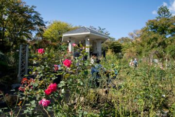 【お出かけ情報】 香しい秋バラが咲き誇る〈箱根強羅公園〉、今年も「秋のローズガーデン音楽会」を楽しみながら猛暑を忘れて箱根の冷涼な空気に触れる