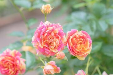 【秋のお出かけ情報】秋バラは今年も裏切らない!