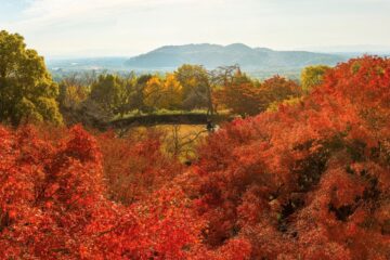 【お出かけ情報】そうだ、紅葉の京都へ。真っ先に行きたい「アサヒグループ大山崎山荘美術館」の名建築と自然を愛でながらユニーク企画展を楽しむ
