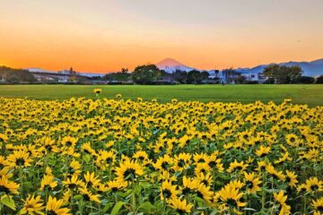 【冬のお出かけ情報】② 冠雪の富士山が映える、冬に咲くひまわり畑 ~神奈川県寒川町~