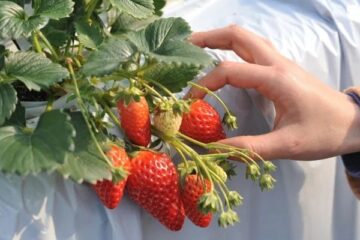 【お出かけ情報】いちご狩り体験がいよいよシーズン!京成電車と連携している沿線のお薦めの12農園が公開!