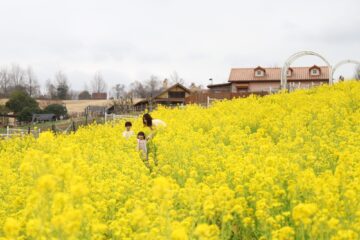 【お出かけ情報】春が来た。菜の花、あちらこちら特集!
