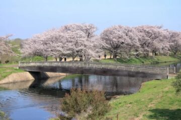 【お出かけ情報】参加費無し、いつでも参加できる、縛りのない京成グループ3社の沿線ウォーキング大会で桜前線を訪ねながら沿線の魅力を発見する!